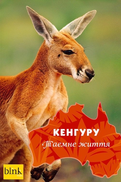 Кенгуру, таємне життя