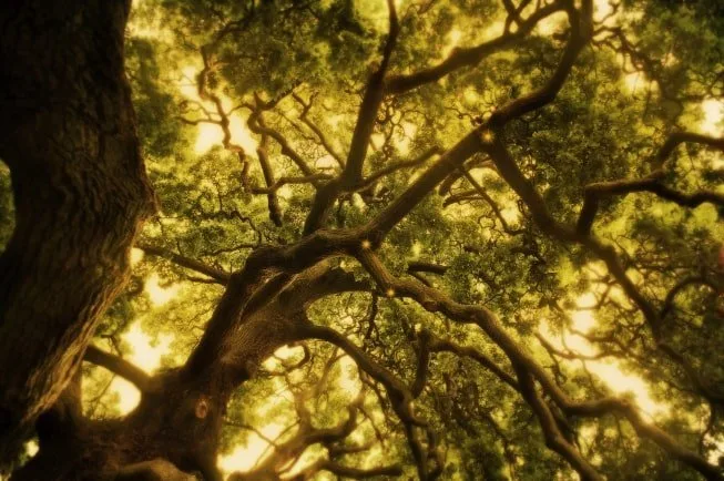 Frame 5
