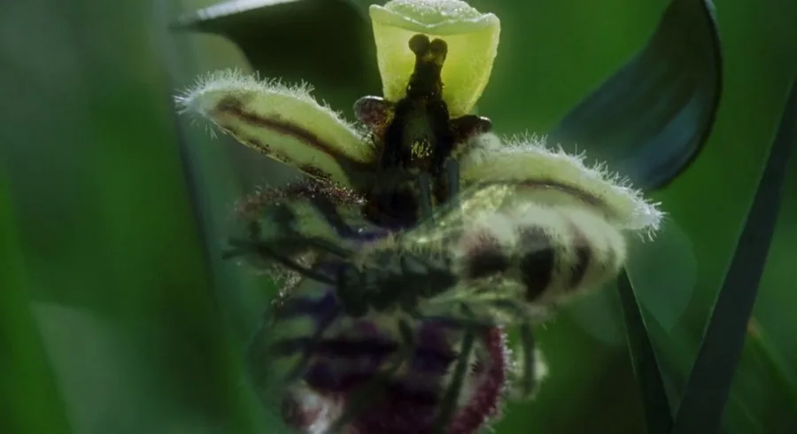 Frame 6