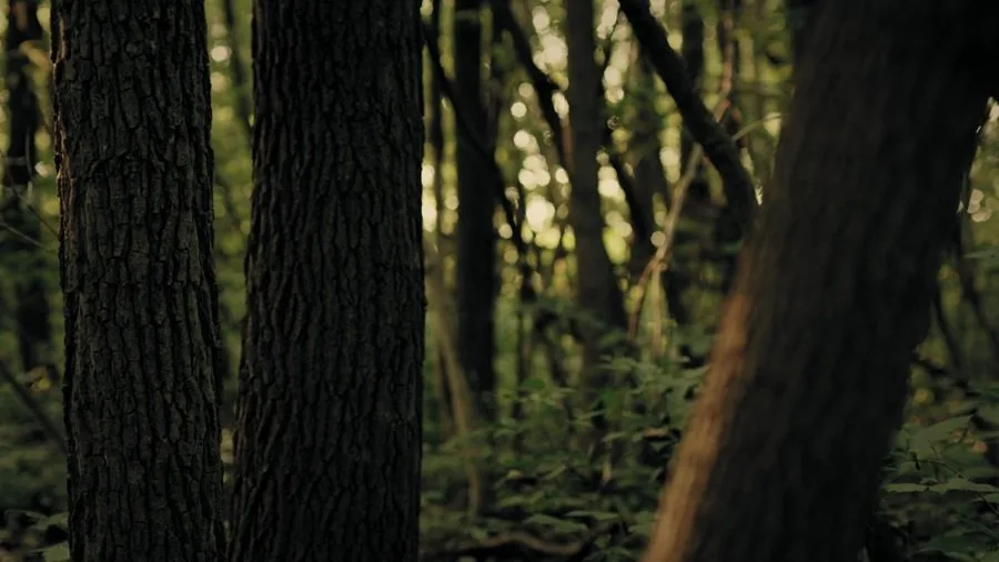 Frame 6